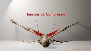 Understanding Tension vs. Compression in Flexibility Training | Anatomy Lab
