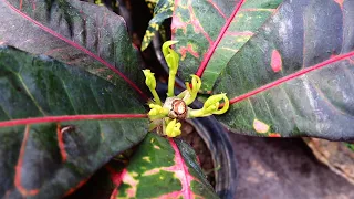 How to grow croton from cutting
