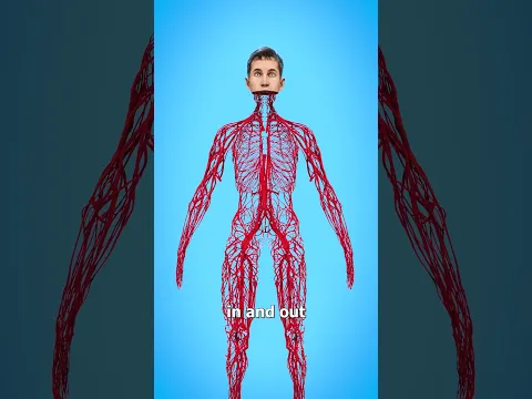 How Long Are Your Blood Vessels? 🤔