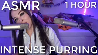 |ASMR| Intense Purring to Help You Fall Asleep 💤  (1 Hour)