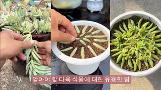 알아야 할 다육 식물에 대한 유용한 팁 - 16 부