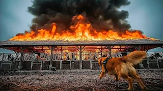 Animal warning to humans. Golden Retriever rescues a lot of horses #dogs #rescue #animals