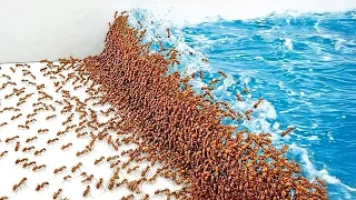 1.000 Formigas vs. Desastres Naturais