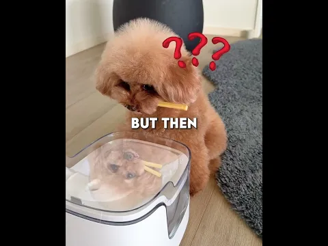 Puppy Thinks Its His Friend 🐶😀