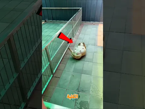 كانت بتتالم.. شوف ااالي حصل 👀😨