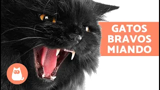 MIADOS de GATOS BRAVOS 😾🔊 Gatos miando ALTO!