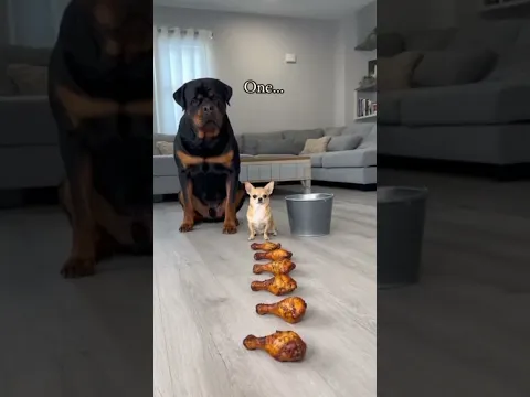 we need to give Oscar award to Chihuahua for Best acting rottweiler | Chihuahua videos #shorts
