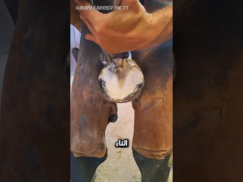 جهد كبير من أجل الحصان🐎