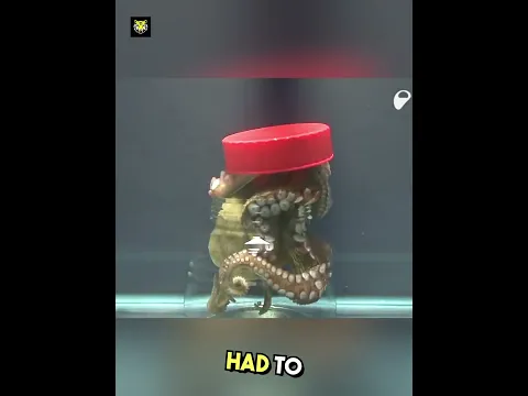 Octopus IQ Test |🤯🤯| #shorts