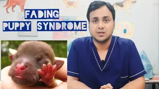 Fading Puppy Syndrome ll Early Puppy death ll 100 % effective management tips by Dr.SKMishra