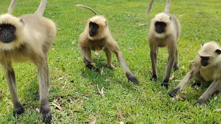 Animal monkey 