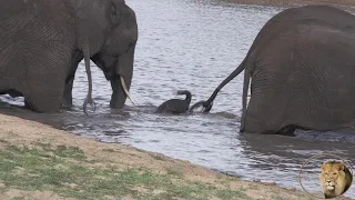 Is This Newborn Baby Elephant Going To Drown? Watch What Happens