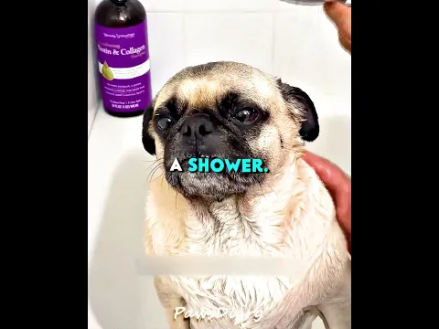 This Puppy Got REVENGE on His Owner🐶😭