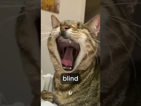 This Cat Is Blind But Watch This 🥺 | via @BlindCatDmitri #shorts