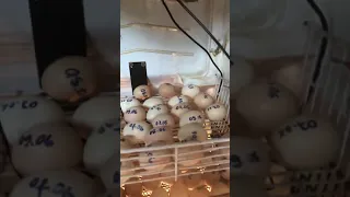 ຕູ້ຟັກໄຂ່ diy (ເຮັດເອງຈາກຕູ້ເຢັນ