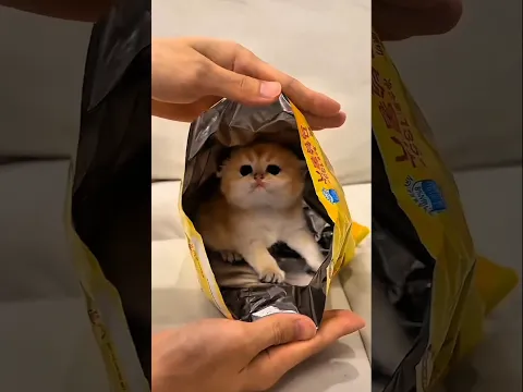 Tiny Kitten Outsmarts His Owner in Hide-and-Seek! 🐱😂