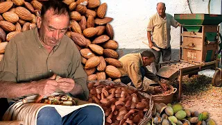 Las ALMENDRAS. Vareo manual del árbol, recogida del fruto, técnicas de pelado y secado al sol