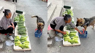 High IQ dog helps owner to buy food🥒 Smart dog