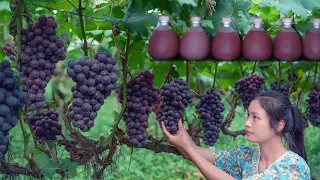 Pick a Basket of Grapes and Brew a Pot of Wine