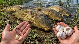 Effective Carp Fishing: The Secret Garlic Bait from Experienced Anglers