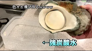 強炭酸水に警戒状態の夜行貝をブチ込んだらうわぁぁぁぁぁぁ〜