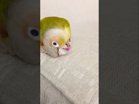 28 May 2026