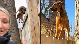 She Taught Herself To Climb 😍 And More Stories