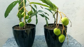 COMO TENER MANGO EN MENOS DE DOS MESES, YA NO ESPERES AÑOS PARA TENER MANGO.