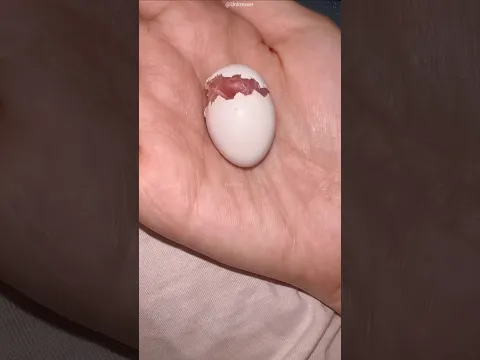 Little Baby parrot .. A New Life 🥹