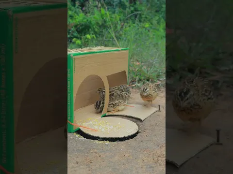 Really The Best Outdoors Quail Trap Idea Using Cardboard Box #Outdoors #survival #skills #camping