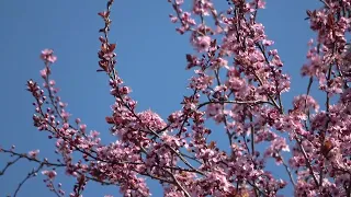 Original Song: springtime (Op.??) Instrumental by Hiroki 20250430i