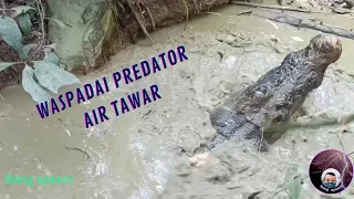 CIRI CIRI LUBANG BUAYA / LOPAK LOPAK YANG MASIH ADA PREDATORNYA