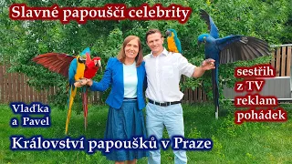 520 - Papouščí celebrity. Ukázky z pohádek, filmů, reklam, TV,  2011 až 2021