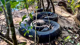 ENCONTRAMOS A MAIOR SUCURI DO BRASIL! Caçadores de Anacondas - E1