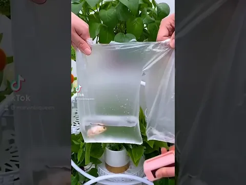 Hot Sealer vs Stapler 🫠🫠