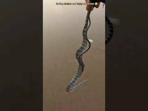 Ocean Rescue: Saving a mother and her baby 🥺