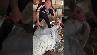 Shearing a Rambouillet Ram 🐏