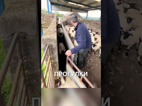 Сортирует овец 😲 #истории #история #новости #новость #shorts