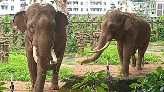 Elephant Dance Video