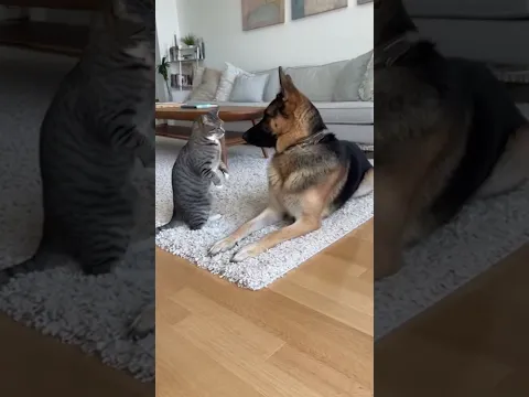 Cat playing with German Shephard.... But What He Did Next Will Amaze You!😨