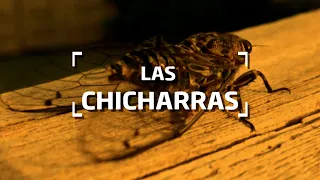 El canto de las chicharras