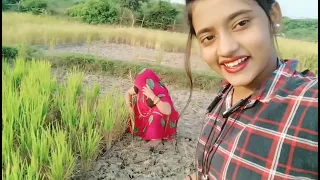 Rinshu yadav khet me dhan Kate hue atti armud khane😳😳🤭🤭😂😂😂😅😅😁😁😆😆#trending