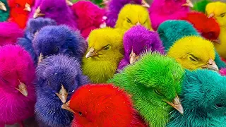 Menangkap ayam lucu, ayam warna warni, ayam rainbow, ikan hias, burung kicau, kura kura.part325