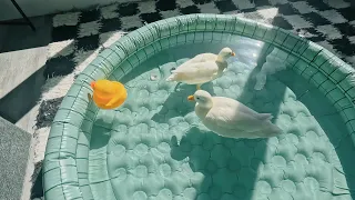 Discover the Unexpected Joy of Pet Ducks Swimming in a Pool