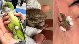 Adoption and Love#lovestory #love #animals #pets #rescue #cute #wildlife #funny #rescueefforts