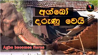 දරූනූ වූණ ආග්බෝ ගම වනසයි _ The village of Agbo is desolate  #agbo #象棋 #जंगली #olifant #elephant