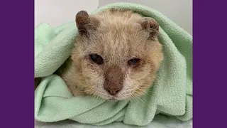 Gato Eliseu Melhora E Dá Adeus a UTI!