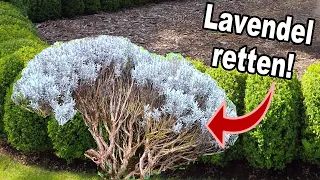 Wie du einen verkahlten Lavendel retten kannst!