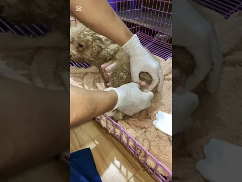 Helping mother dog not giving birth herself #shortvideo #doglife