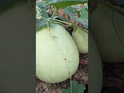 Enjoy beautiful nature 🥝🍉🍓🍎🍅#shorts #fruit #nature